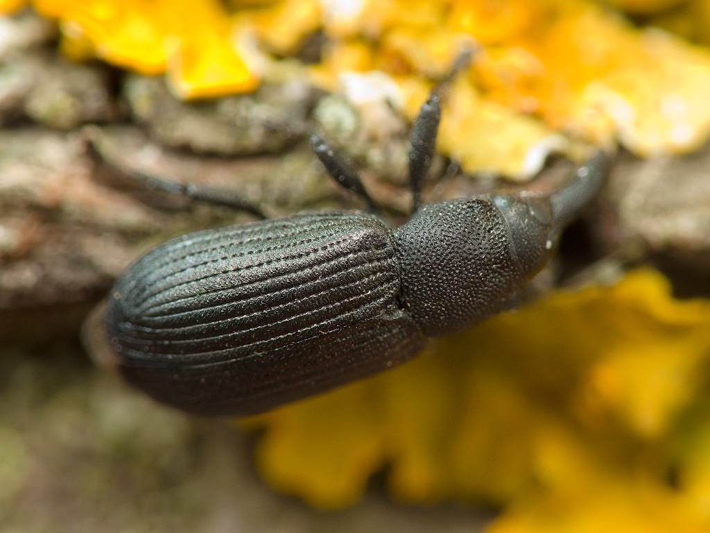 Magdalis (Odontomagdalis) armigera (Geoffroy, 1785)